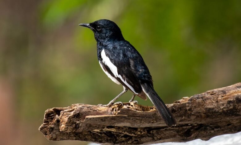 call session log failure