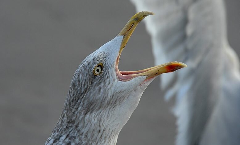 user segment call behavior