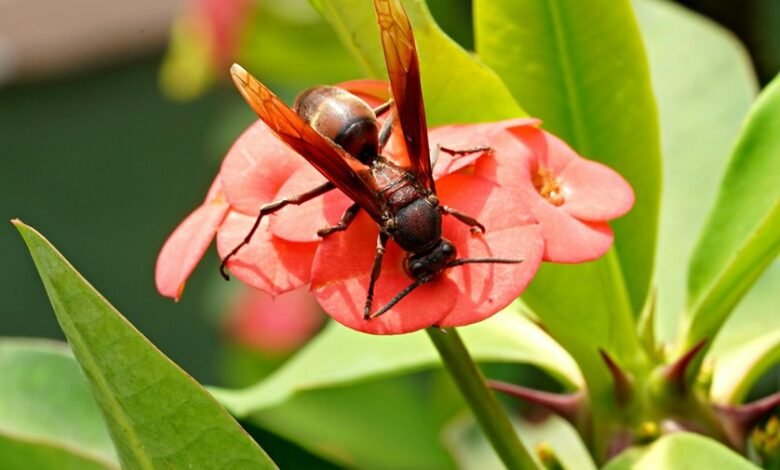 neeraj pepsu s status inquiry